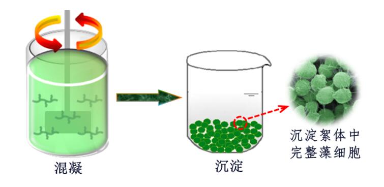 混凝沉淀工艺为去除藻类的主要方法